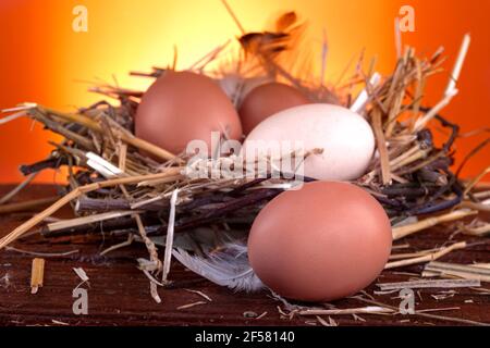 Free range eggs on a rustic wooden background Stock Photo