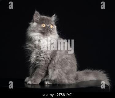 Beautiful long haired grey ragamuffin kitten sitting posed against a black backdrop. Stock Photo