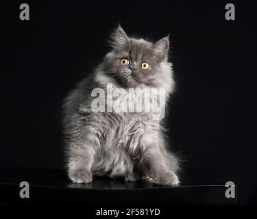 Beautiful long haired grey ragamuffin kitten sitting posed against a black backdrop, showing off his silver beard. Stock Photo