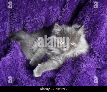 Cute long haired grey kitten snuggled into a faux fur purple blanket. Stock Photo