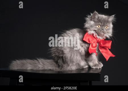 Beautiful portrait of a long haired grey kitten wearing a big red bow. Stock Photo