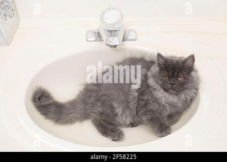 Long haired grey kitten lying in a yellowish sink, as seen from above. Stock Photo