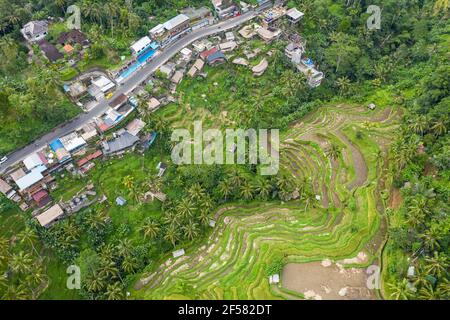 Top down view of the famous Tegallalang village and its Rice Terraces near Ubud in Bali, Indonesia.