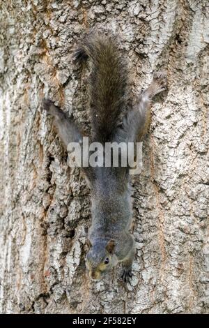 Color morphed Eastern Gray Squirrel Hanging Onto Tree Stock Photo