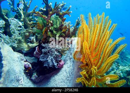 Haarstern Am Korallenriff Molukken Indonesien Batu Siko Stock Photo Alamy