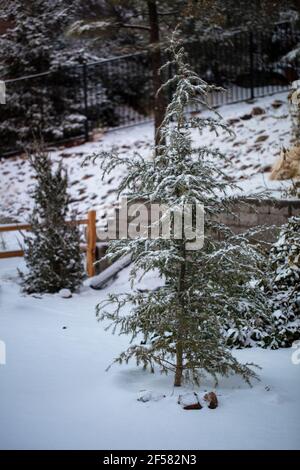 Young Deodar Cedar tree planted in a backyard setting in Prescott Arizona on a snowed winter day Stock Photo
