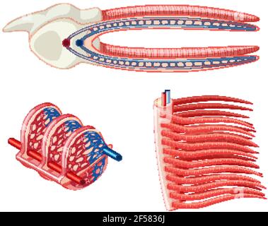 Diagram showing the grills of a fish illustration Stock Vector