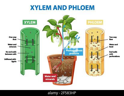 Diagram showing xylem and phloem plant illustration Stock Vector Image ...