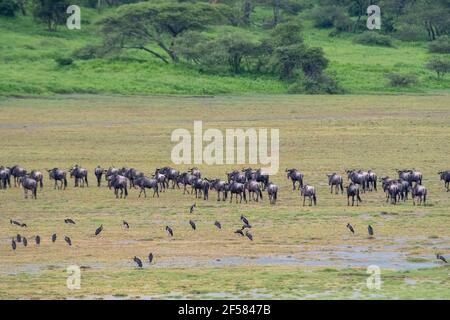 Wildebeests (Connochaetes taurinus), Ndutu, Ngorongoro Conservation Area, Serengeti, Tanzania. Stock Photo