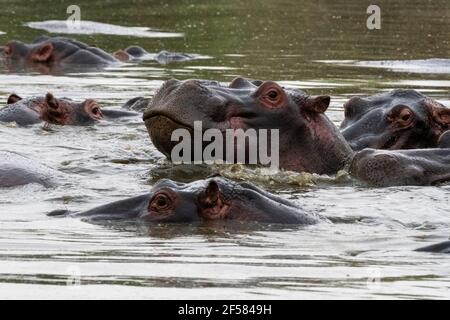 Hippopotamus, (Hippopotamus amphibius), Seronera, Serengeti National Park, Tanzania.