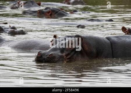 Hippopotamus, (Hippopotamus amphibius), Seronera, Serengeti National Park, Tanzania.
