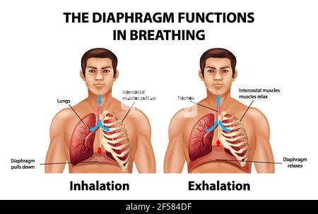 The diaphragm functions in breathing illustration Stock Vector Image ...