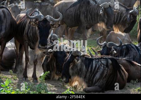 Wildebeests (Connochaetes taurinus), Ndutu, Ngorongoro Conservation Area, Serengeti, Tanzania. Stock Photo
