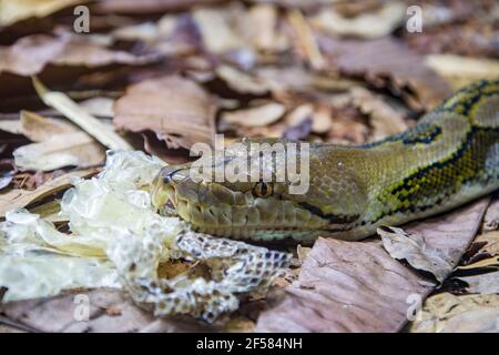 The reticulated python (Malayopython reticulatus) is a species of snake in the family Pythonidae. The species is native to South Asia and SEA. Stock Photo