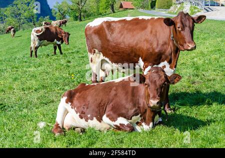 Pinzgauer cows in a field next to a farm. Pinzgauer cattle on green pasture in springtime. A breed of domestic cattle from Pinzgau region of Salzburg. Stock Photo