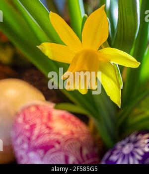 spring setting of decorated Easter eggs next to a daffodil flower Stock Photo