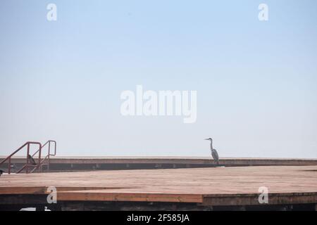 Selective blur on a grey heron, also called Ardea cinerea, seen from afar standing on a pier in Palic lake, in Serbia. It is a typical long legged her Stock Photo