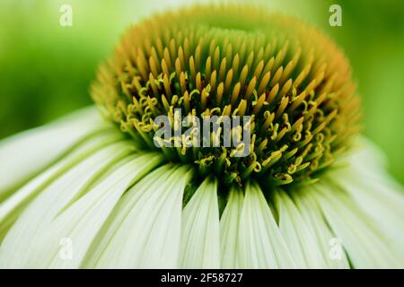 Close up of echinacea flower (Coneflower, daisy family). The common name 'cone flower' comes from the characteristic center 'cone' at the centre Stock Photo