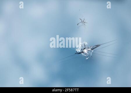Windshield has cracks from the impact of stone chips while driving. Stock Photo