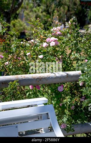 Wild rose bushes by a park bench Stock Photo