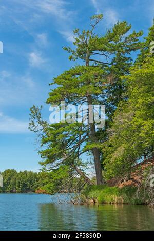 Ancient White Pine Tree on Crooked Lake in the Sylvania Wilderness in Michigan Stock Photo