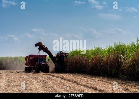 Mechanized harvesting of sugar cane on the farm of a fuel ethanol industry in the state of Sao Paulo, Brazil Stock Photo