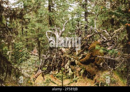 The upside down root of old tree,covered with moss and old needles, weathered in the open air into bizarre monster shape. Dramatic abstract backgraund Stock Photo