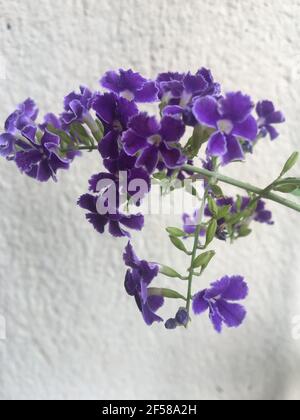 Small Purple Flowers in Bloom Against White Wall Stock Photo