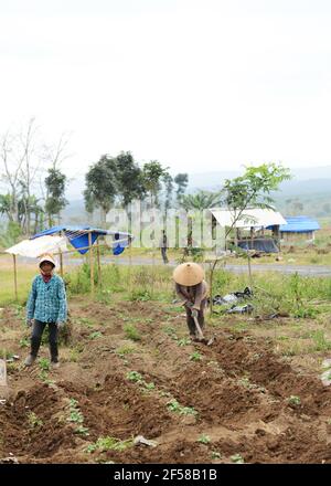 Javanese farmers working in the field. Eastern Java, Indonesia. Stock Photo