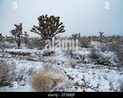 Spring snow storm on the Joshua Trees of Cima Dome, Mojave National Preserve, California, USA Stock Photo