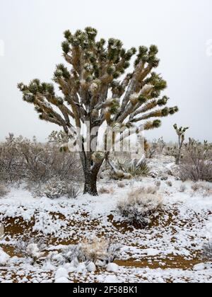 Spring snow storm on the Joshua Trees of Cima Dome, Mojave National Preserve, California, USA Stock Photo