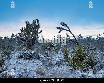 Spring snow storm on the Joshua Trees of Cima Dome, Mojave National Preserve, California, USA Stock Photo