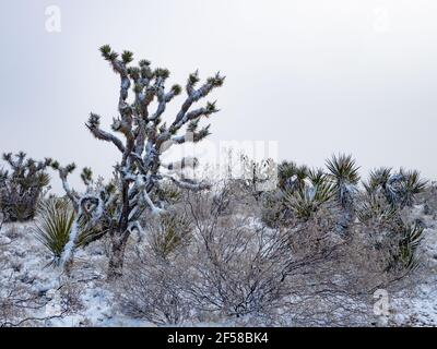 Spring snow storm on the Joshua Trees of Cima Dome, Mojave National Preserve, California, USA Stock Photo