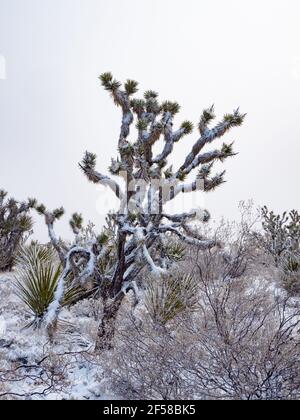 Spring snow storm on the Joshua Trees of Cima Dome, Mojave National Preserve, California, USA Stock Photo