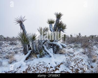 Spring snow storm on the Joshua Trees of Cima Dome, Mojave National Preserve, California, USA Stock Photo