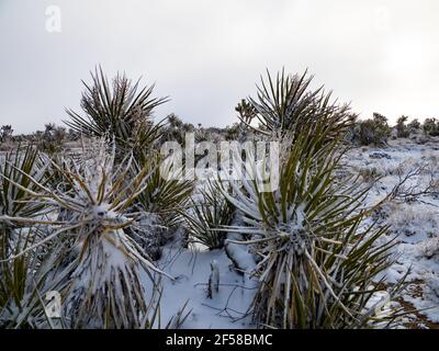 Spring snow storm on the Joshua Trees of Cima Dome, Mojave National Preserve, California, USA Stock Photo