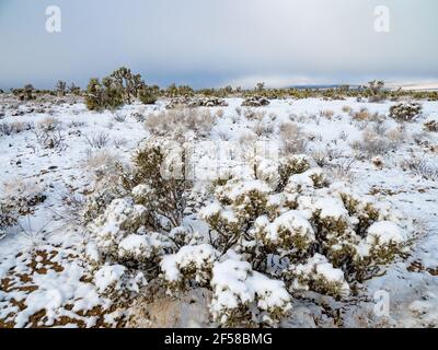 Spring snow storm on the Joshua Trees of Cima Dome, Mojave National Preserve, California, USA Stock Photo