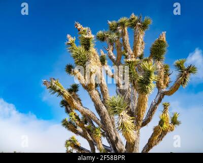 Spring snow storm on the Joshua Trees of Cima Dome, Mojave National Preserve, California, USA Stock Photo