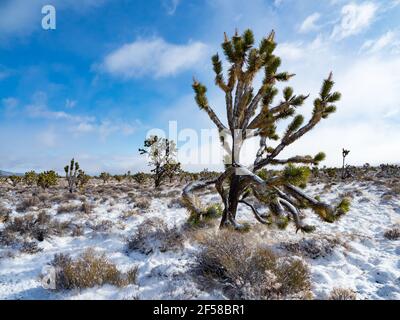 Spring snow storm on the Joshua Trees of Cima Dome, Mojave National Preserve, California, USA Stock Photo