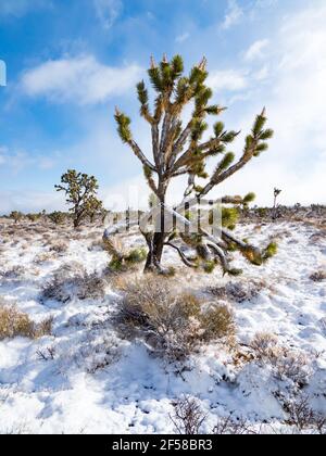 Spring snow storm on the Joshua Trees of Cima Dome, Mojave National Preserve, California, USA Stock Photo