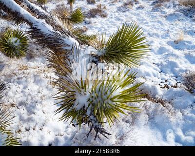 Spring snow storm on the Joshua Trees of Cima Dome, Mojave National Preserve, California, USA Stock Photo