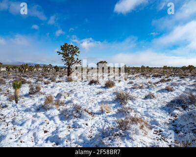 Spring snow storm on the Joshua Trees of Cima Dome, Mojave National Preserve, California, USA Stock Photo