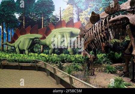 Skeleton of dinosaurs exhibit in Carnegie Museum of Natural History. Pittsburgh.Pennsylvania.USA Stock Photo