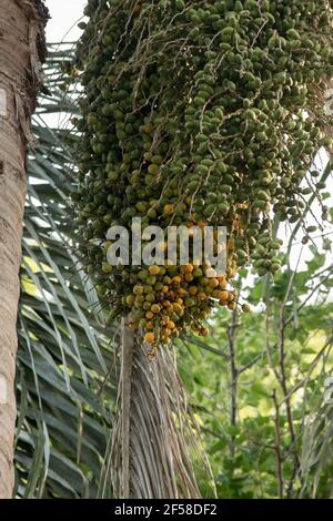 Tropical Palm Tree Fruit Bunch Hanging from Trunk Stock Photo