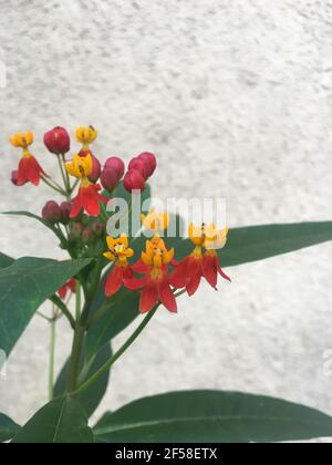 Asclepias. Milkweed Stock Photo