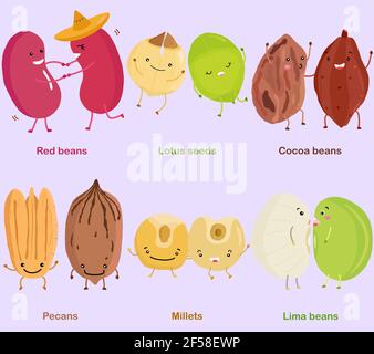 Vector of Bean, Nut, Seed - Red bean, Lotus seed, Cocoa bean, Pecan, Millet, Lima bean. A set of cute colorful legume icon collection on white Stock Vector