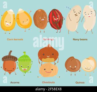 Vector of Bean, Nut, Seed - Corn kernel, Nutmeg, Navy bean, Acorn, Chestnut, Quinoa. A set of cute colorful legume icon collection on white background Stock Vector