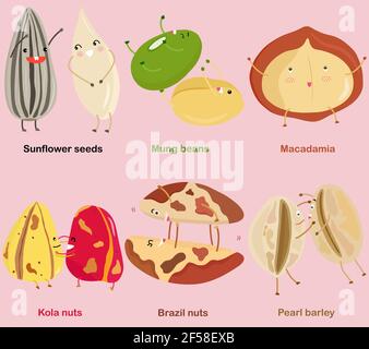 Vector of Bean, Nut, Seed - Sunflower seed, Mung bean, Macadamia, Kola nut, Brazil nut, Pearl barley. A set of cute colorful legume icon collection is Stock Vector