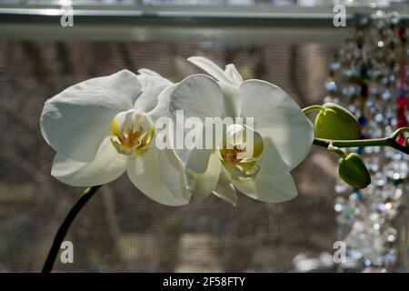 Plant Phototropism showing how plants bend towards sunlight. White Orchid Flowers sometimes called 'Moth' orchid. Phalaenopsis.