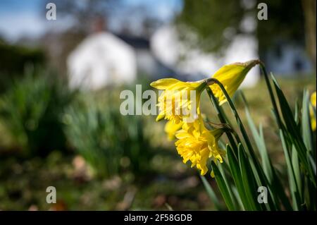 Daffodils blooming in the spring sunlight in Ireland Stock Photo
